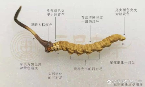 五禽气功的功效和作用及禁忌专区_气功五禽式专区_五禽气功的功效和作用网
